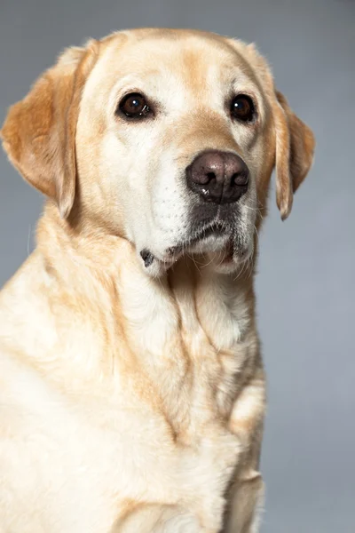 Blonde labrador retriever hond. studio opname. — Stockfoto