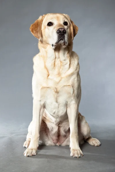 Blonde labrador retriever dog. studio shot. — Stock Photo, Image