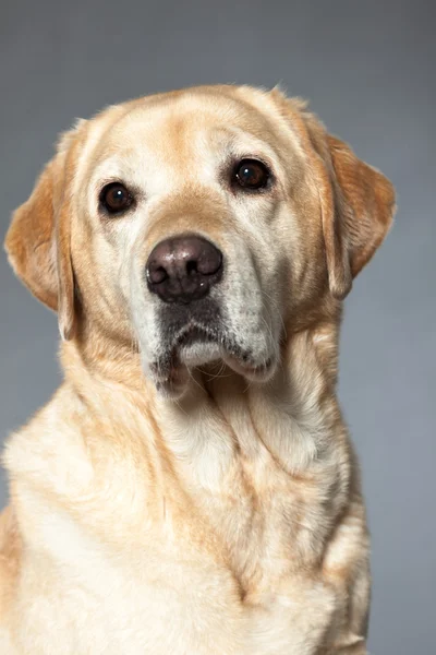 金髪のラブラドル ・ レトリーバー犬。スタジオ撮影. — ストック写真