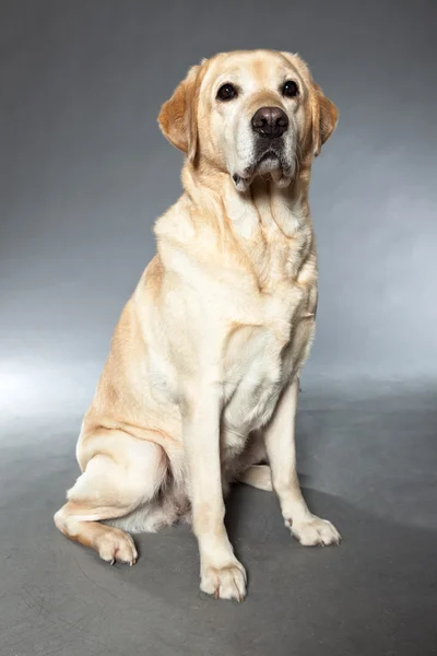 Sarı labrador retriever köpek. Stüdyo vurdu. — Stok fotoğraf