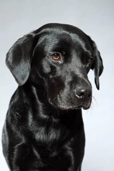 若い黒ラブラドル ・ レトリーバー犬。スタジオ撮影. — ストック写真