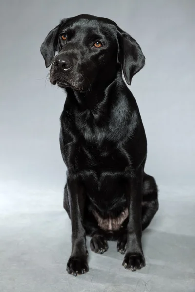 Young black labrador retriever dog. Studio shot. — Stock Photo, Image