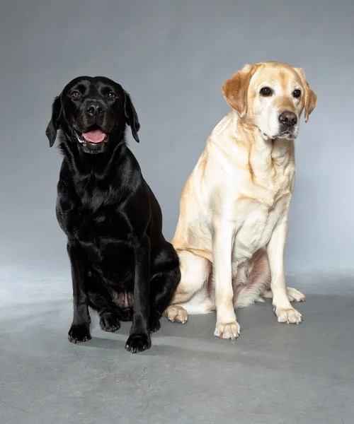 Blond en zwarte labrador retriever hond samen. studio opname. — Stockfoto