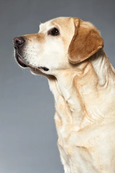Blonde labrador retriever dog. studio shot. — Stock Photo, Image
