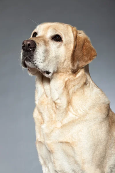 Blonde labrador retriever hond. studio opname. — Stockfoto