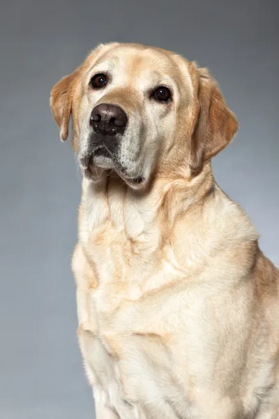 Blonde labrador retriever dog. studio shot. — Stock Photo, Image