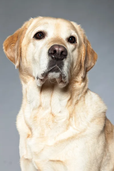 Blond labrador retriever hund. Studio skott. — Stockfoto