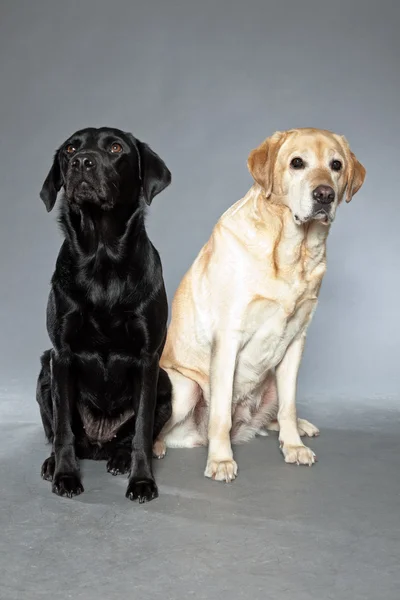 Blondine und schwarzer Labrador Retriever Hund zusammen. Studioaufnahme. — Stockfoto