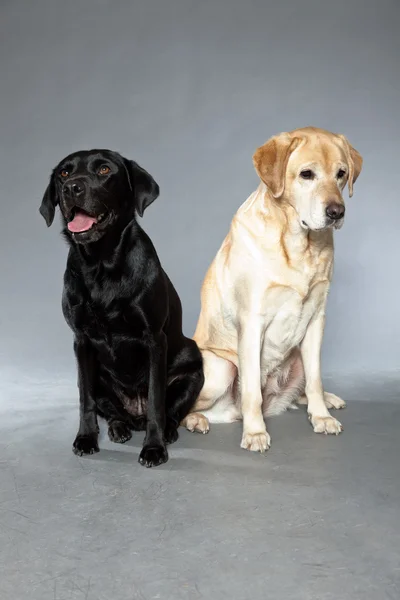 Blonde and black labrador retriever dog together. Studio shot. — Stock Photo, Image