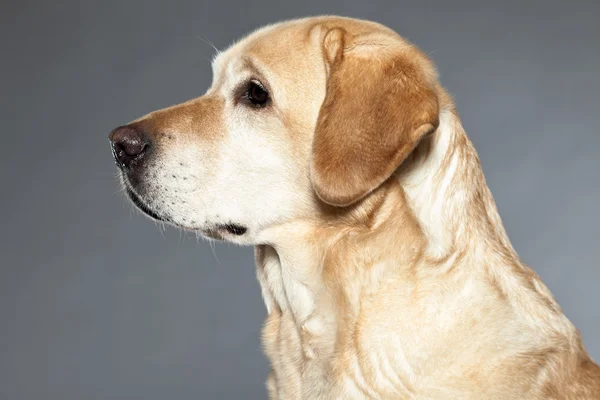 Blonde labrador retriever hond. studio opname. — Stockfoto