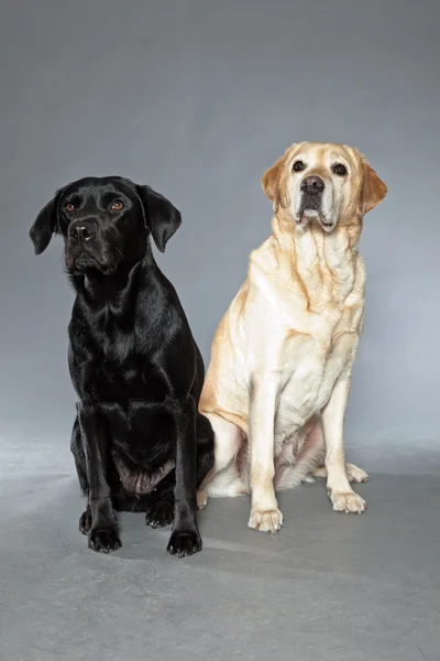 Sarı ve Siyah labrador retriever köpek birlikte. Stüdyo vurdu. — Stok fotoğraf