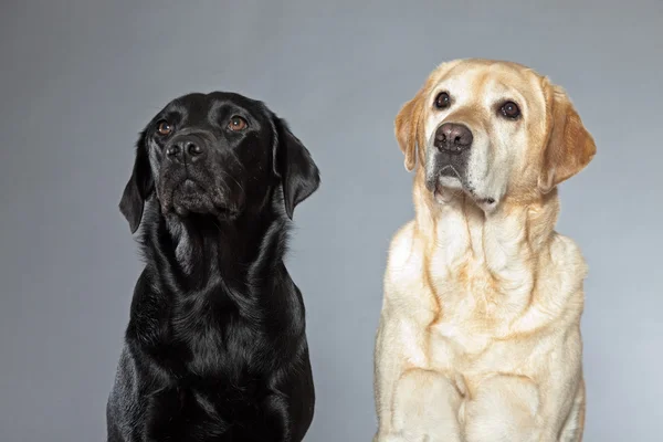 Rubio y negro perro labrador retriever juntos. Captura de estudio . — Foto de Stock