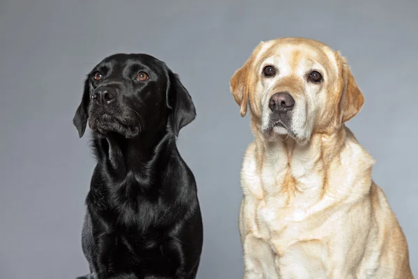 Blond en zwarte labrador retriever hond samen. studio opname. — Stockfoto