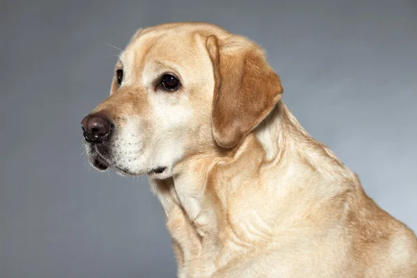 Blonde labrador retriever dog. studio shot. — Stock Photo, Image