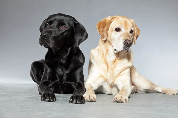 Blondine und schwarzer Labrador Retriever Hund zusammen. Studioaufnahme. — Stockfoto