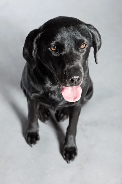 Young black labrador retriever dog. Studio shot. — Stock Photo, Image