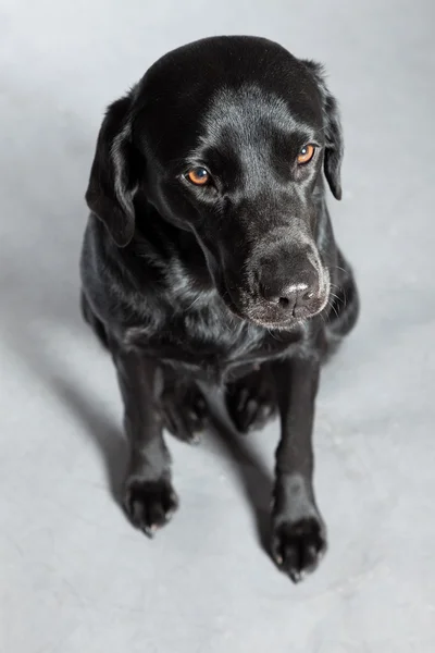Jeune chien labrador noir. Plan studio . — Photo