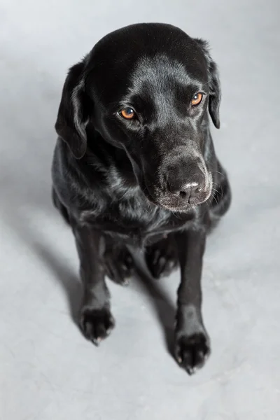 Ung svart labrador retrieveren hund. Studio skott. — Stockfoto