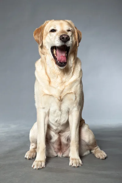 Blond Labradorský retrívr pes. Studio záběr. — Stock fotografie