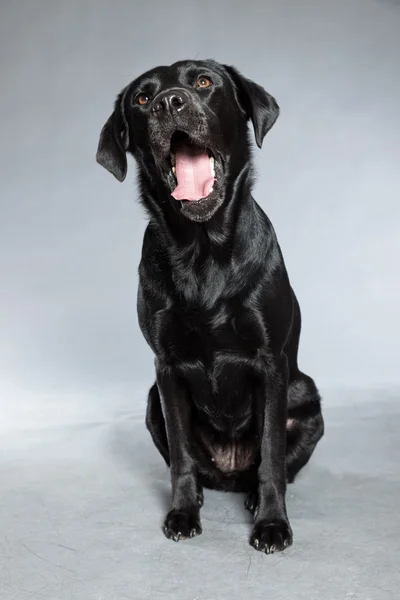 Jovem cão labrador retriever preto. Estúdio . — Fotografia de Stock