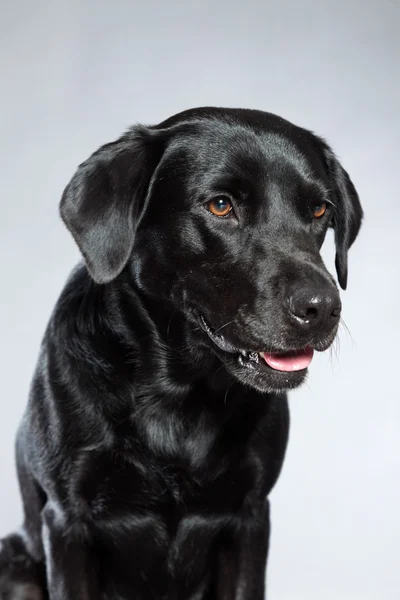 Jonge zwarte labrador retriever hond. studio opname. — Stockfoto