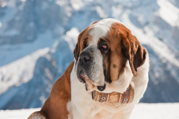 Großer sint bernard dog in schneebergiger landschaft. — Stockfoto