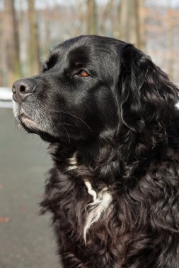 karışık breed siyah köpek içinde belgili tanımlık kar. Labrador ve nın sennen.
