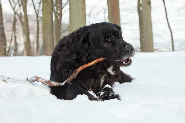 Karışık breed siyah köpek içinde belgili tanımlık kar. Labrador ve nın sennen. — Stok fotoğraf
