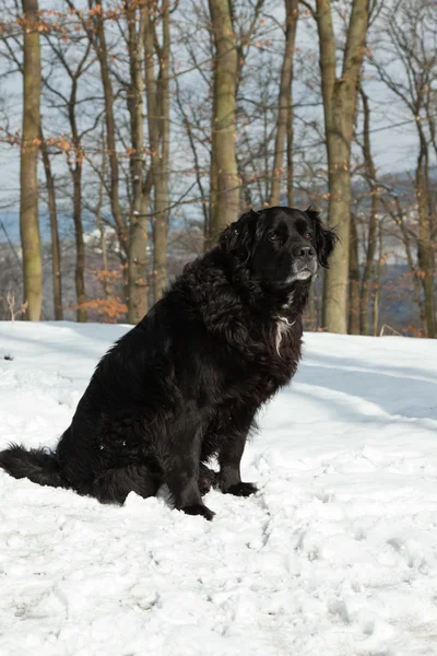 Razza mista cane nero nella neve. Labrador e Berner Sennen . — Foto Stock