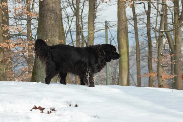 Razza mista cane nero nella neve. Labrador e Berner Sennen . — Foto Stock