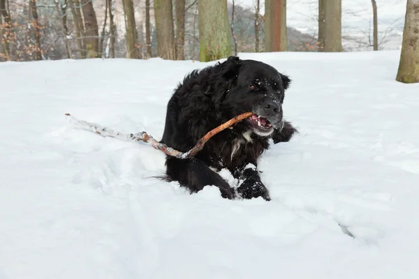 Karışık breed siyah köpek içinde belgili tanımlık kar. Labrador ve nın sennen. — Stok fotoğraf