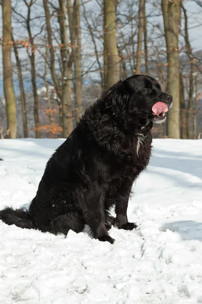 Karışık breed siyah köpek içinde belgili tanımlık kar. Labrador ve nın sennen. — Stok fotoğraf