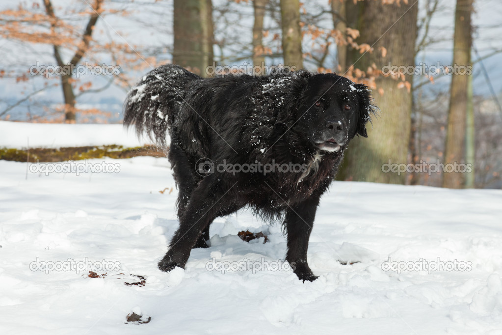 Mixed breed black dog the snow. Labrador and Berner Sennen. Photo ©ysbrand 22738227