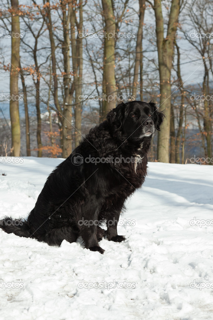 Mixed breed black dog in the snow. Labrador and Sennen. Stock by 22738307