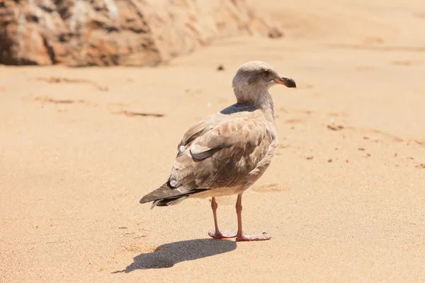 Молодая чайка на пляже . — стоковое фото