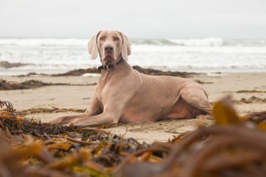 Esmer su yosunu ile sahilde Weimaraner köpek. San simeon. Amerika Birleşik Devletleri. California'dan