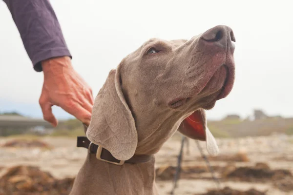 Weimaraner dog on the beach. Hold by hand of owner. USA. Califor — Stock Photo, Image