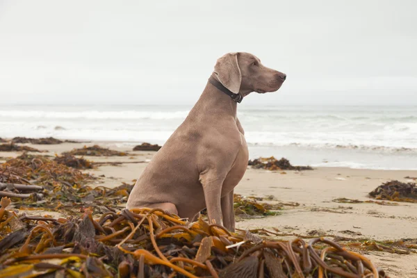 Weimaraner dog on the beach with kelp. San Simeon. USA. Californ — Stock Photo, Image