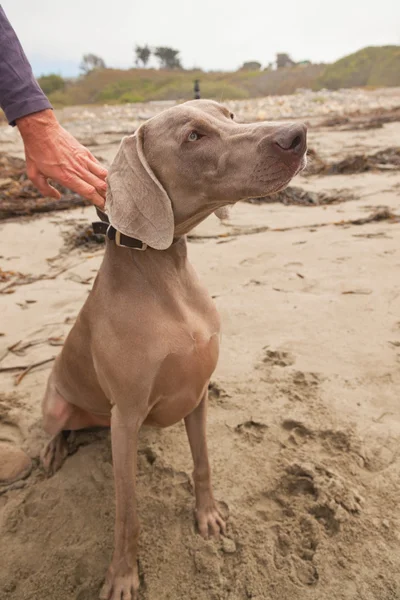 Weimaraner dog on the beach. Hold by hand of owner. USA. Califor — Stock Photo, Image