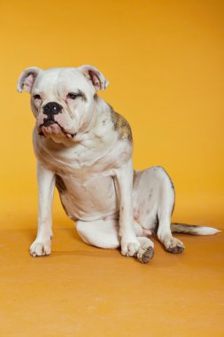 karışık breed Amerikan ve eski İngilizce bulldog. Stüdyo vurdu.