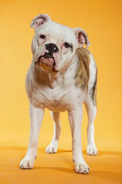 Blandras american och gamla engelska bulldog. Studio skott. — Stockfoto