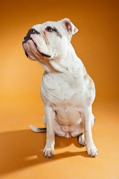 Blandras american och gamla engelska bulldog. Studio skott. — Stockfoto