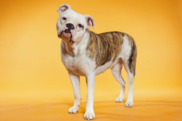 Mixed breed american and old english bulldog. Studio shot. — Stock Photo, Image