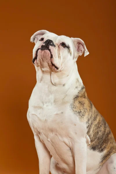 Mischling amerikanische und alte englische Bulldogge. Studioaufnahme. — Stockfoto