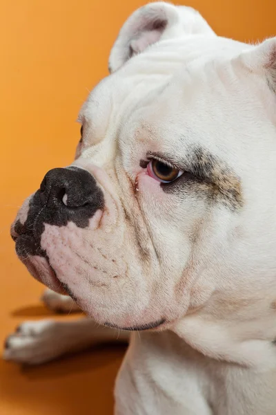 Mixed breed american and old english bulldog. Studio shot. — Stock Photo, Image