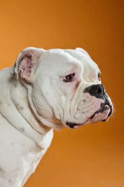 Mixed breed american and old english bulldog. Studio shot. — Stock Photo, Image