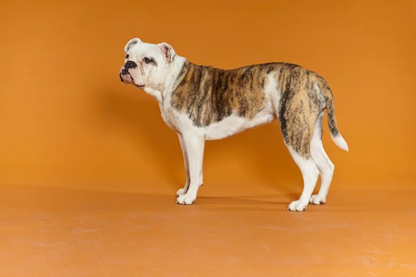 Blandras american och gamla engelska bulldog. Studio skott. — Stockfoto