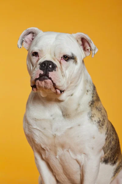 Karışık breed Amerikan ve eski İngilizce bulldog. Stüdyo vurdu. — Stok fotoğraf