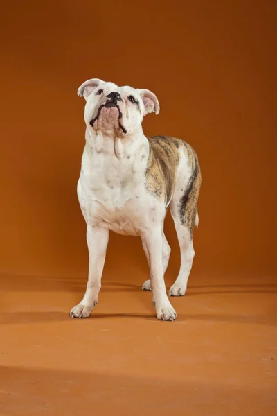 Blandras american och gamla engelska bulldog. Studio skott. — Stockfoto