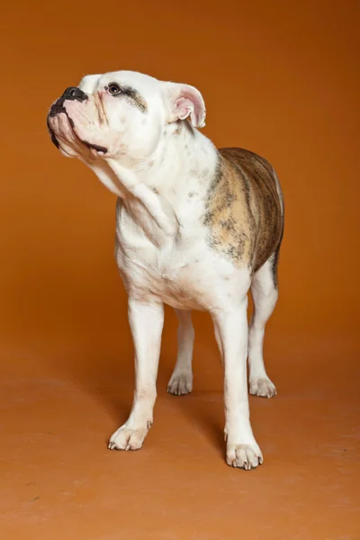 Karışık breed Amerikan ve eski İngilizce bulldog. Stüdyo vurdu. — Stok fotoğraf